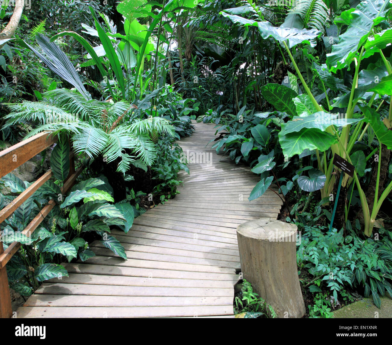 Wooden path in tropical hi-res stock photography and images - Alamy