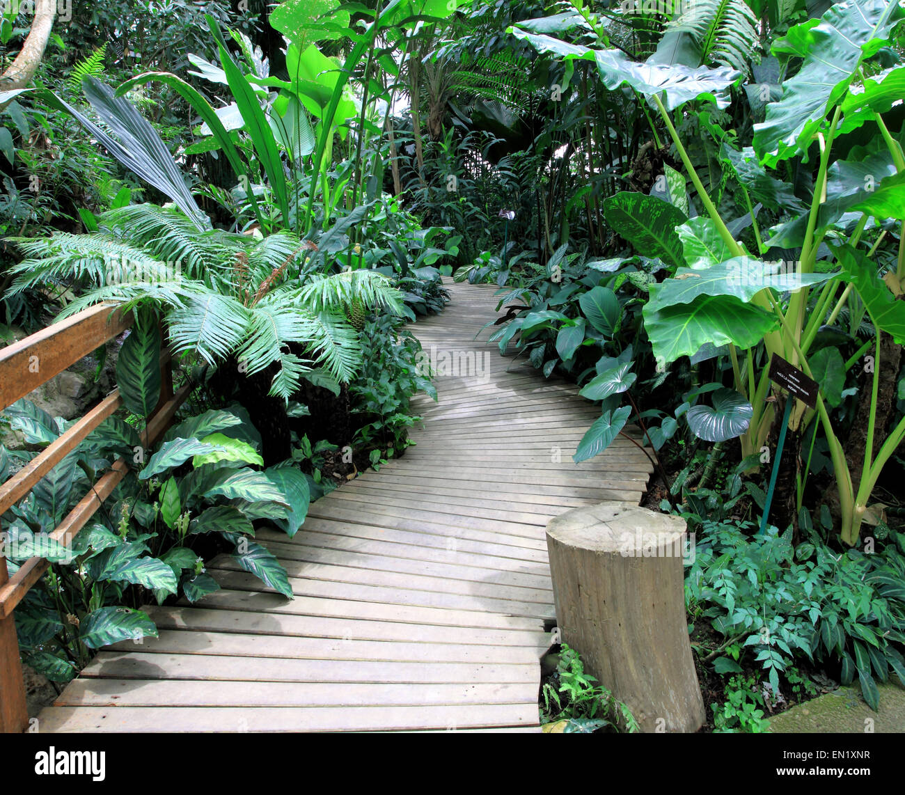 Wooden path in a tropical forest nature. Stock Photo