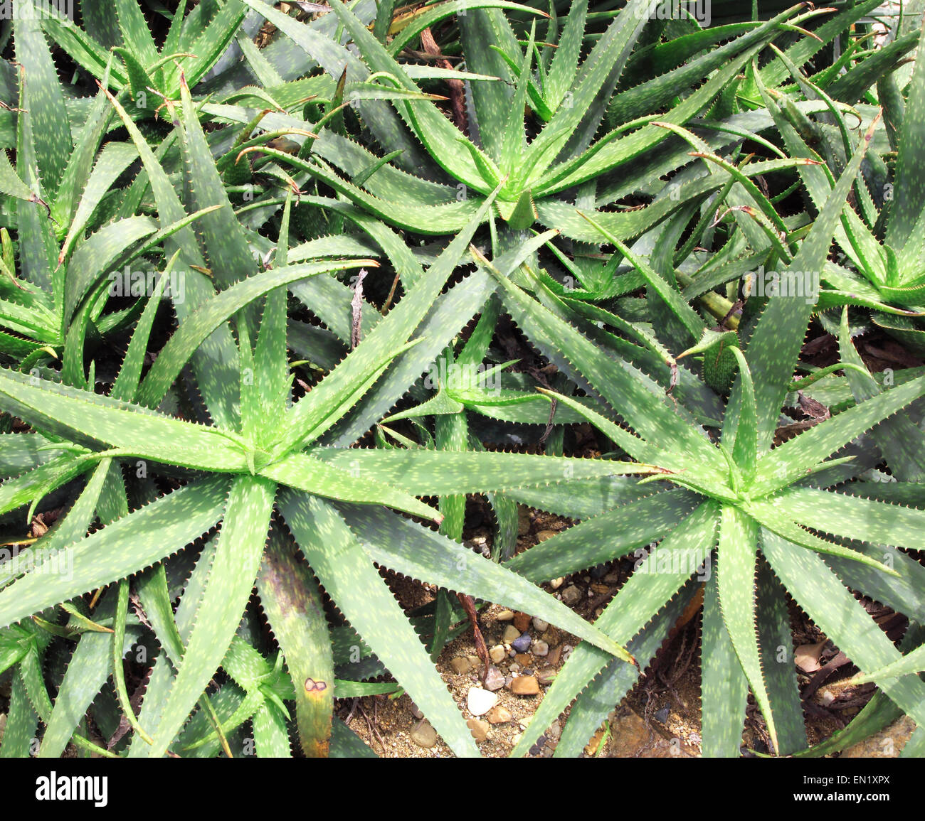 Aloe vera plants, herbal treatment, natural green Stock Photo Alamy