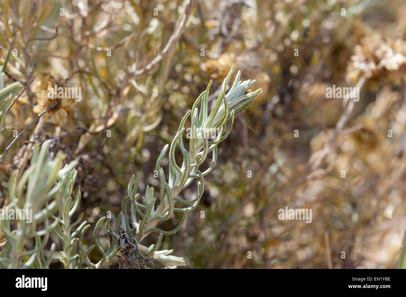 Flowers and leaves of Helichrysum stoechas. Photo taken in dunes of Carabassi beach, Elche, Valencian Community, Alicante, Spain Stock Photo