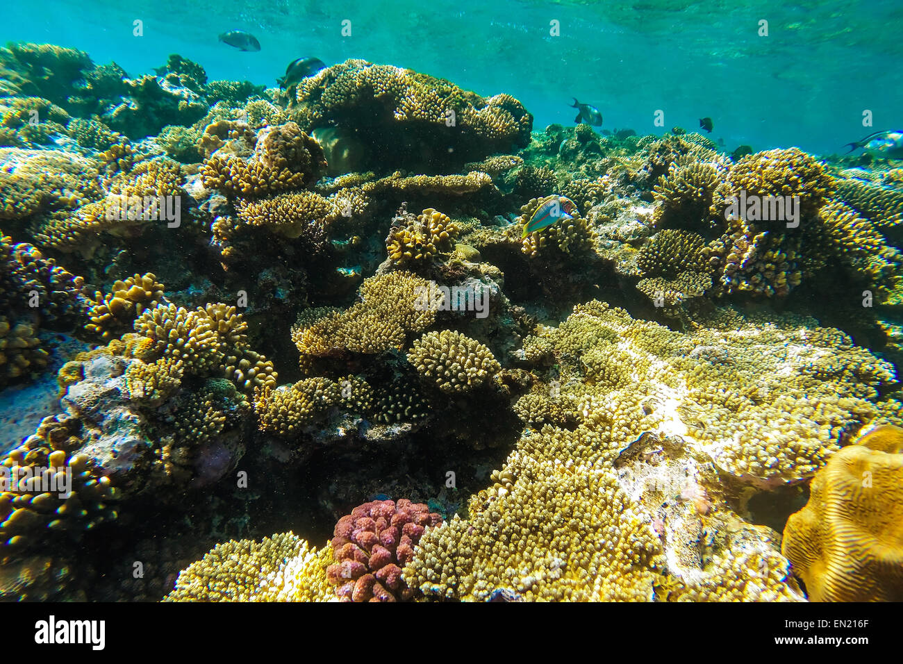 red sea coral reef with hard corals, fishes and sunny sky shining ...