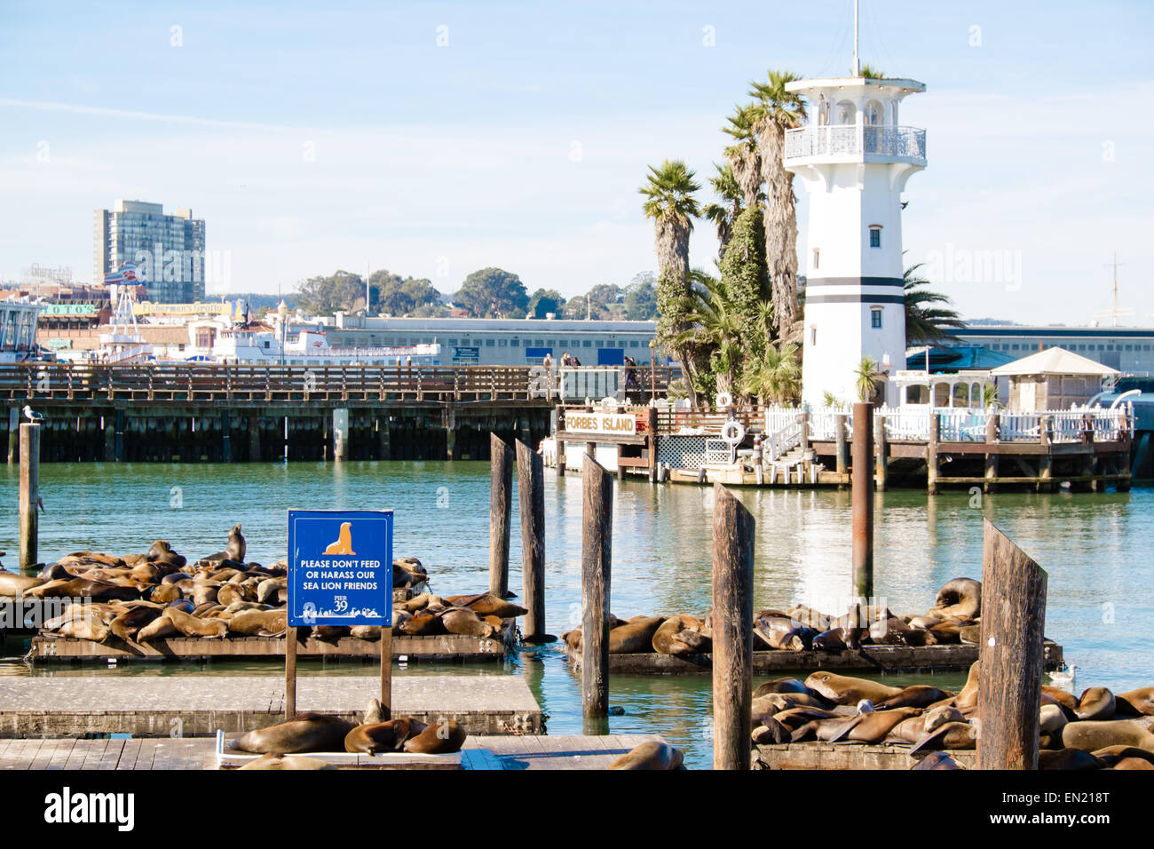 Seals warming in the sun on barge boards at Pier 39 San Francisco California Stock Photo