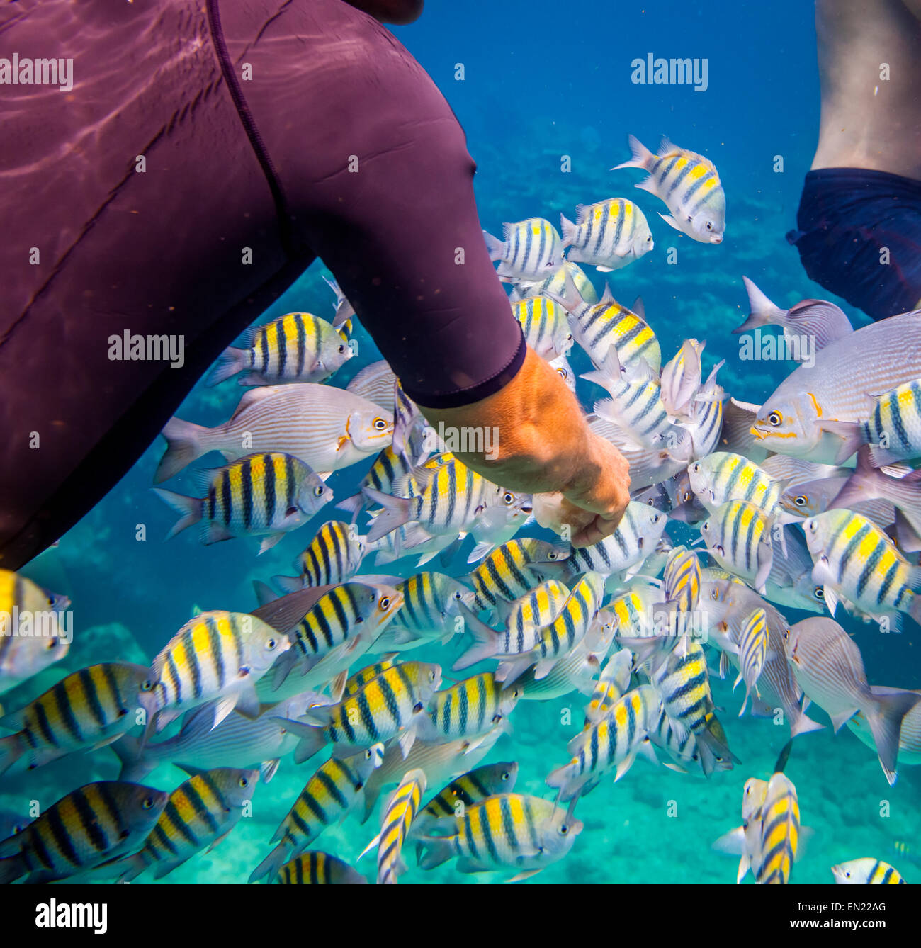 Man feeds the tropical fish under water.Ocean coral reef. Warning - authentic shooting underwater in challenging conditions. A l Stock Photo