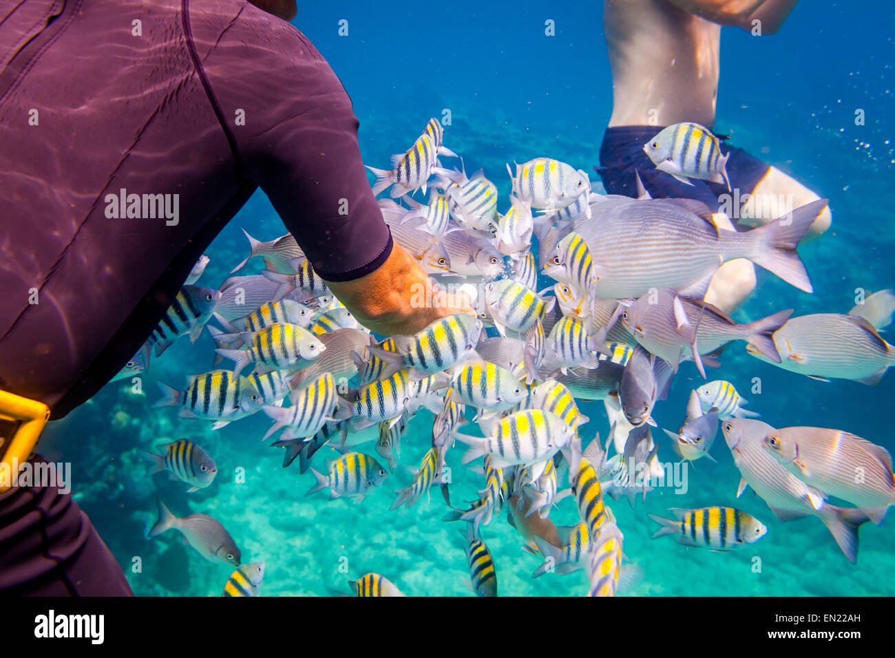 Man feeds the tropical fish under water.Ocean coral reef. Warning - authentic shooting underwater in challenging conditions. A l Stock Photo
