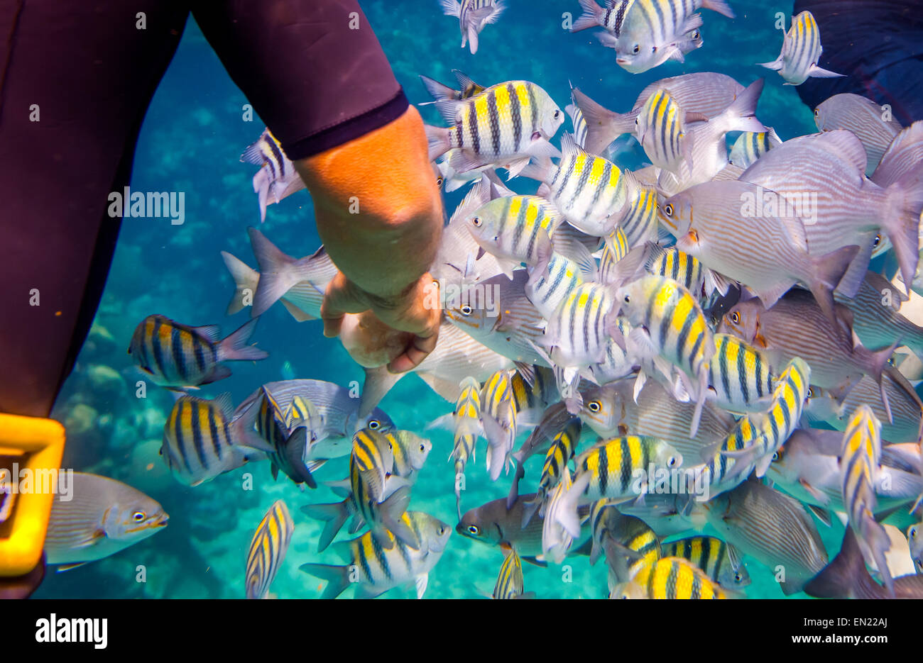 Man feeds the tropical fish under water.Ocean coral reef. Warning - authentic shooting underwater in challenging conditions. A l Stock Photo
