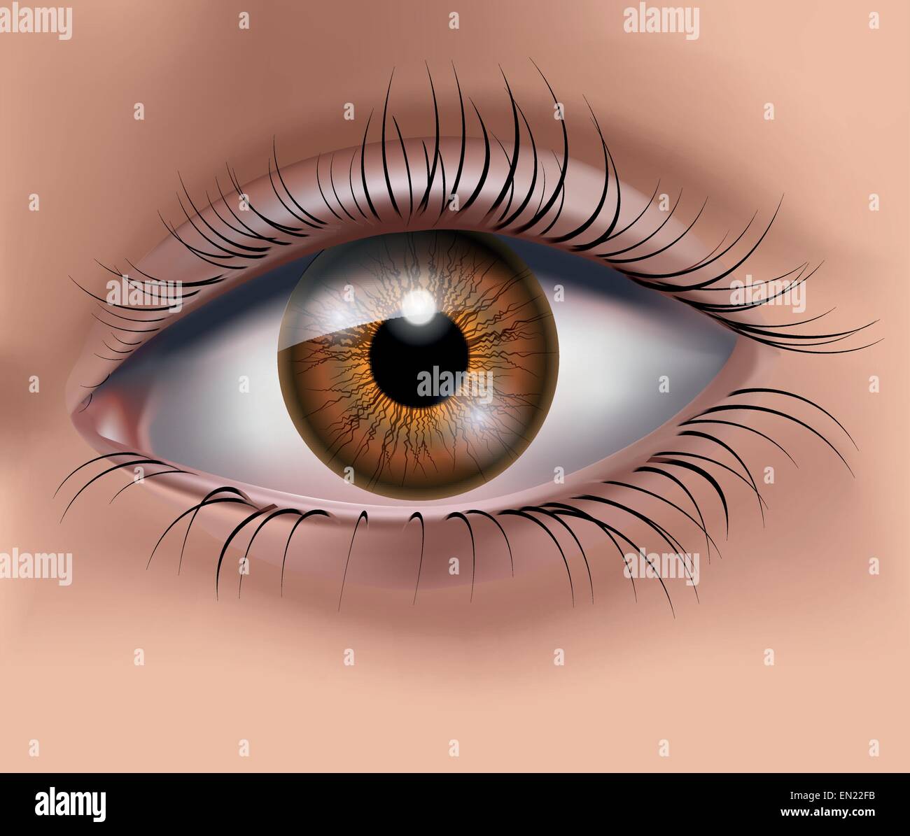 Download Beautiful brown woman's eye. Vector illustration Stock ...