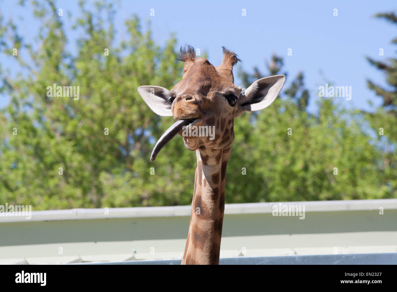 Giraffe at the zoo. Stock Photo