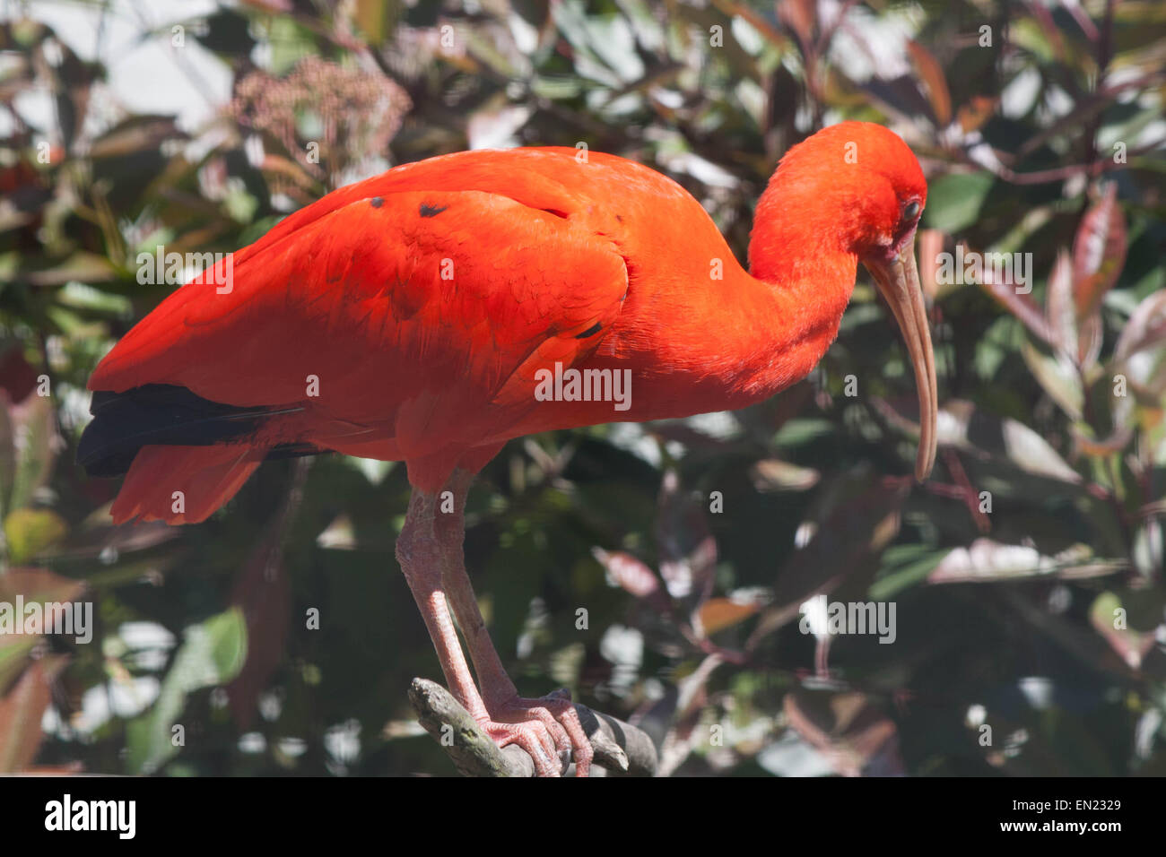 Scarlet ibis bird at the zoo Stock Photo