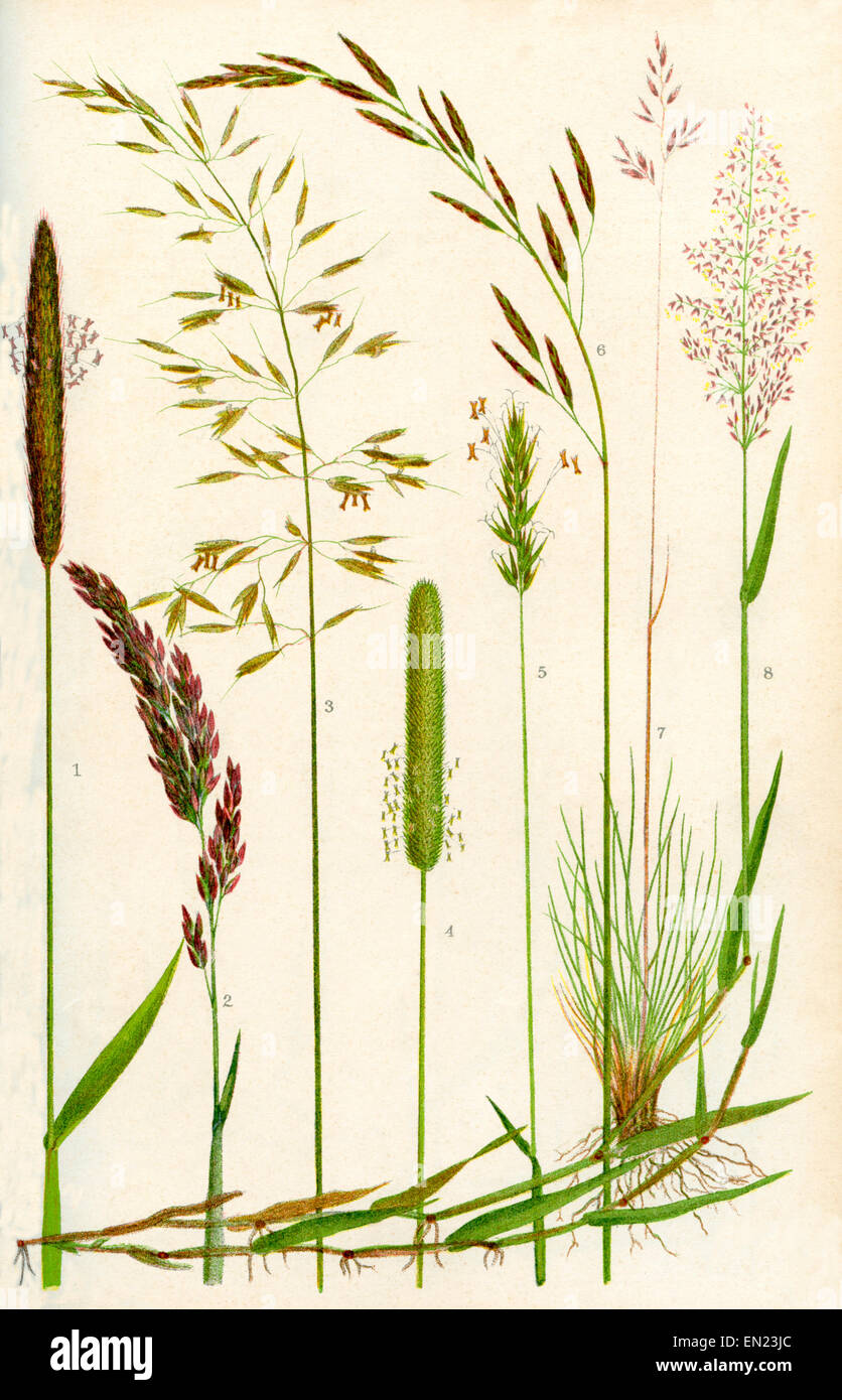 Wild grasses.  1.Meadow Foxtail 2.Yorkshire Fog 3.Yellow Oat Grass 4.Timothy grass 5.Sweet Vernal grass 6.Meadow Fescue 7.Sheep's Fescue 8.Common Bent grass Stock Photo