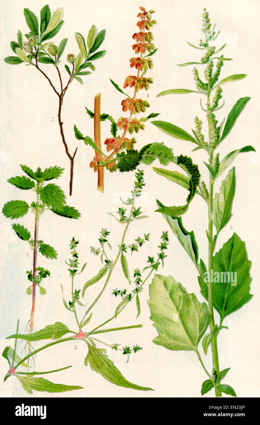 Wildflowers. 1.The Small Nettle 2.Bog Myrtle 3.Narrow leaved Orache 4. Curled Dock 5.Fat Hen Stock Photo