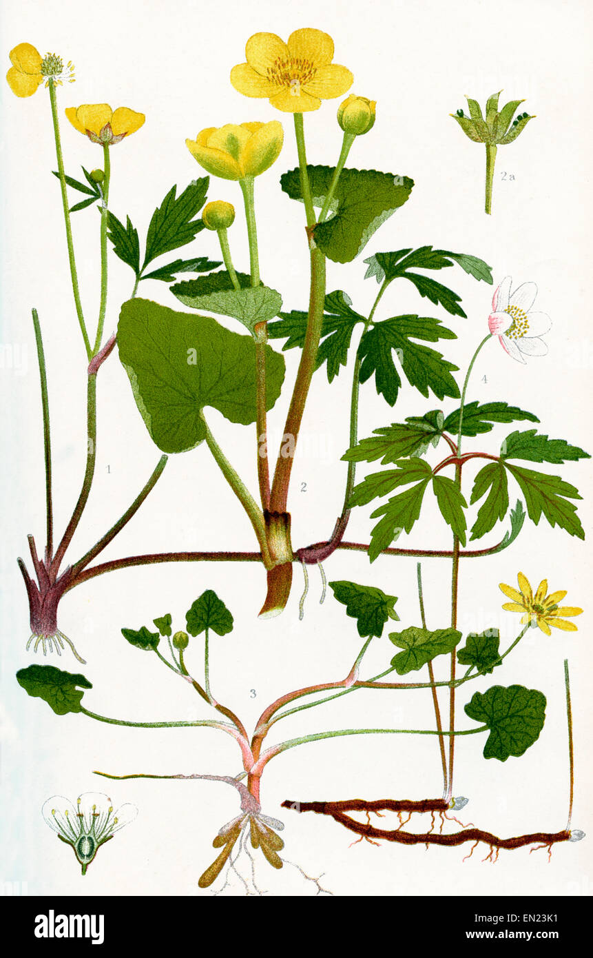Wildflowers. 1.Creeping Crowfoot 2.Marsh Marigold 2a.Fruit of Marsh Marigold 3.Lesser Celandine 4.Wood Anemone 4a. Vertical section through the flower of a Saxifrage. Stock Photo