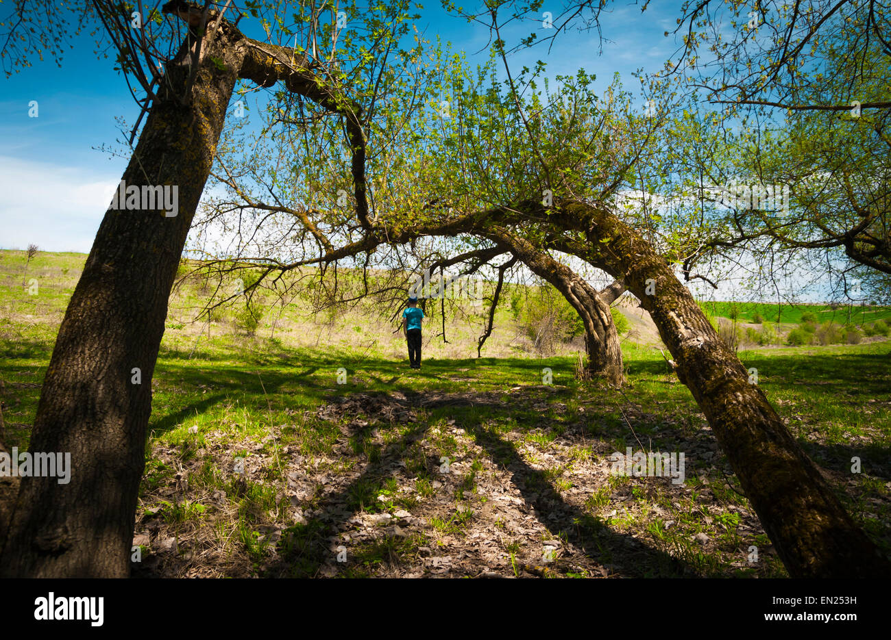 Romanian spring forest Stock Photo - Alamy