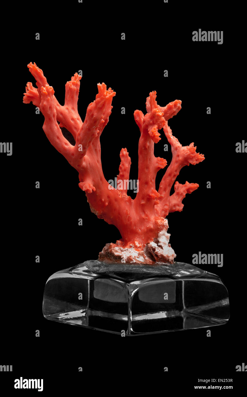A branch of red Mediterranean coral (Corallium rubrum), displayed on a crystal pedestal (Strait of Gibraltar - Morocco). Stock Photo