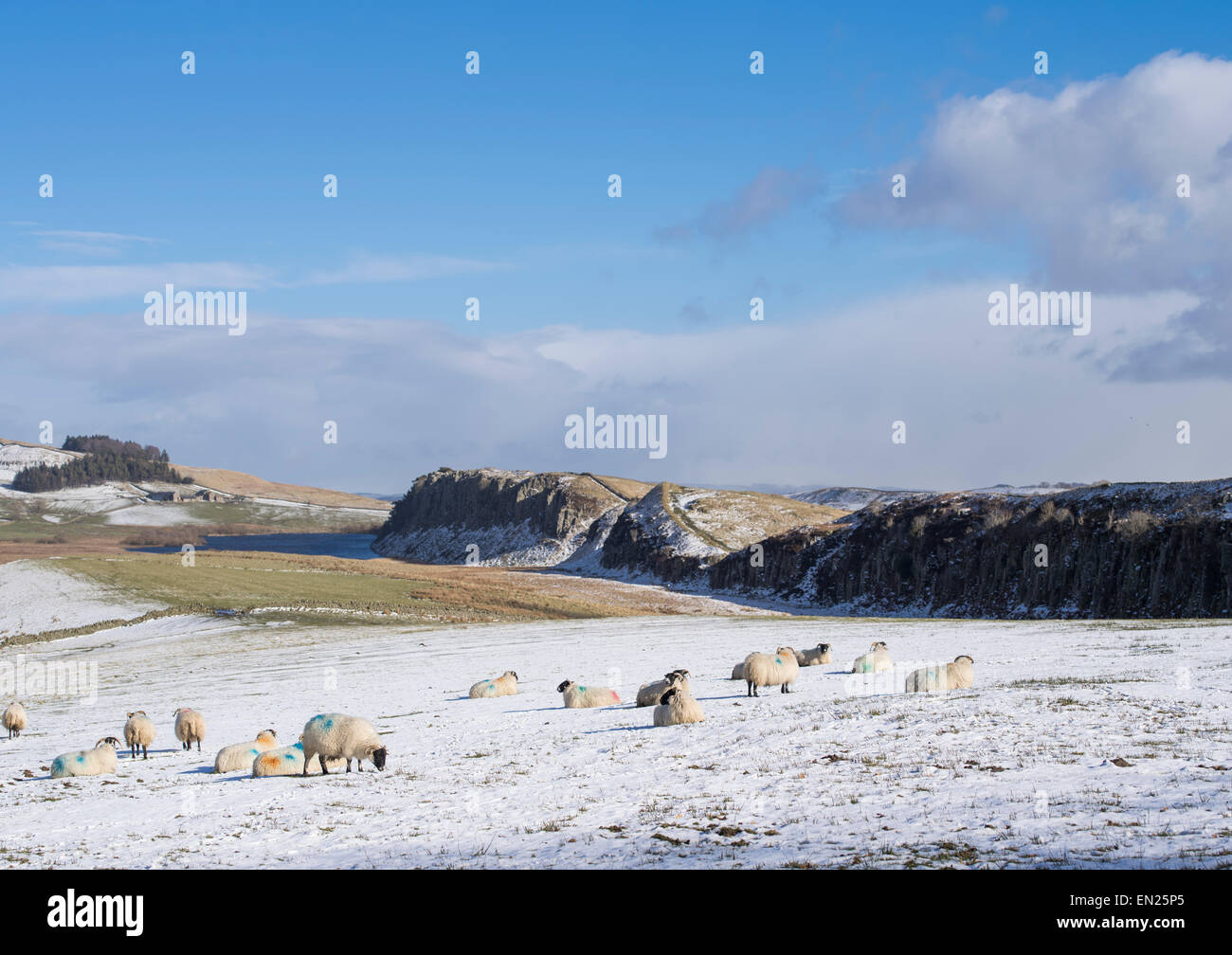 Sheep grazing in winter by Hadrian's Wall facing East towards Crag Lough Northumberland National Park Stock Photo