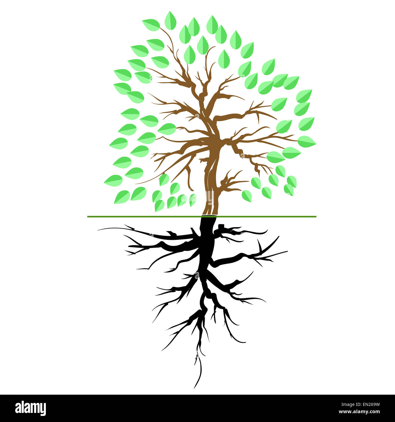 Green Tree with Root Stock Photo Alamy