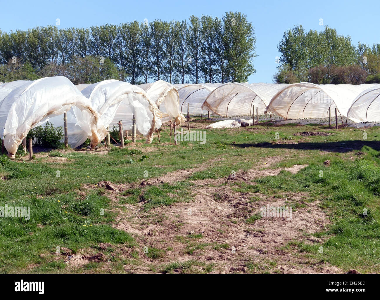 Fruit bushes growing in polytunnels in Somerset, England Stock Photo