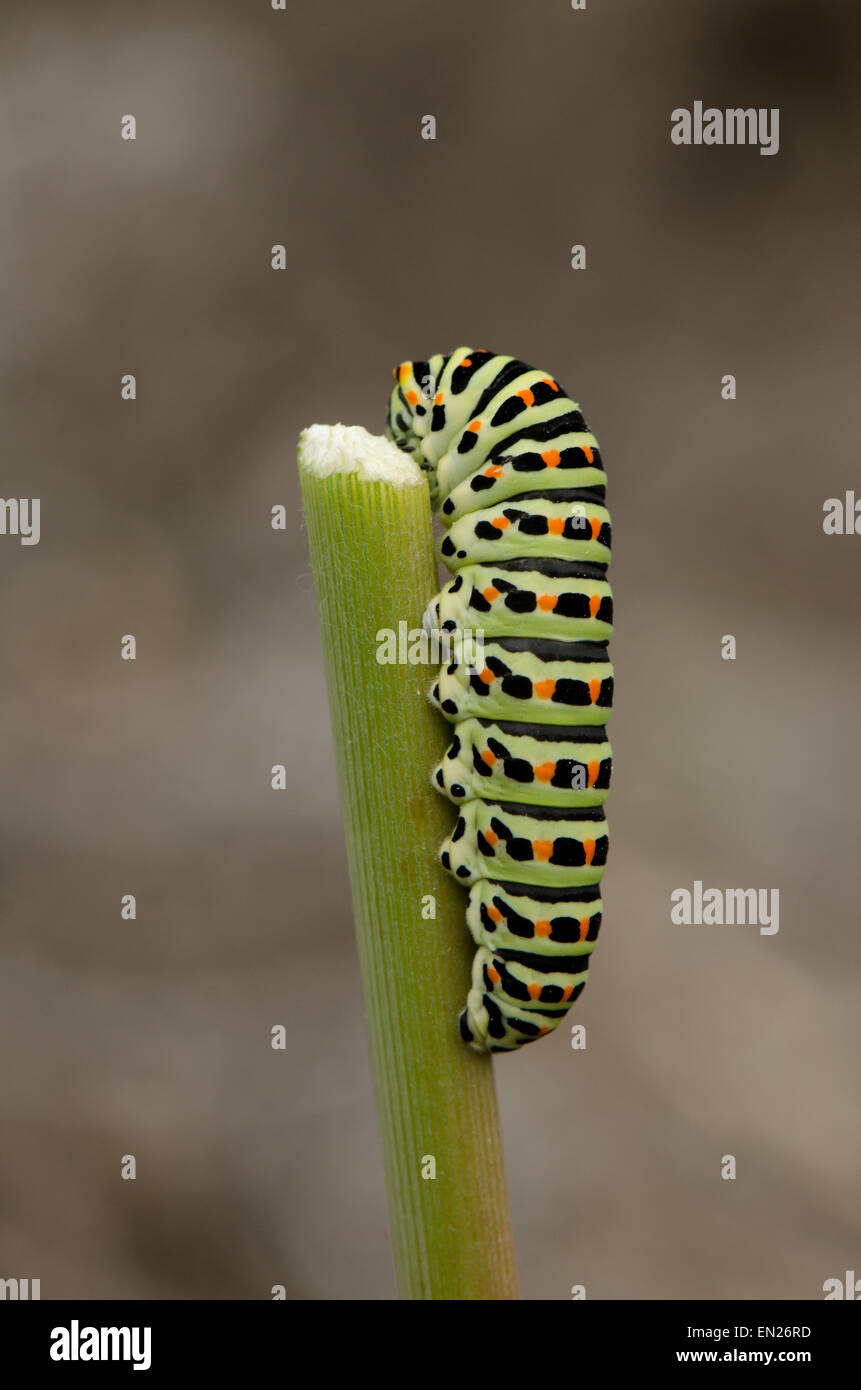 Caterpillar of a Common yellow swallowtail, Papilio machaon, butterfly
