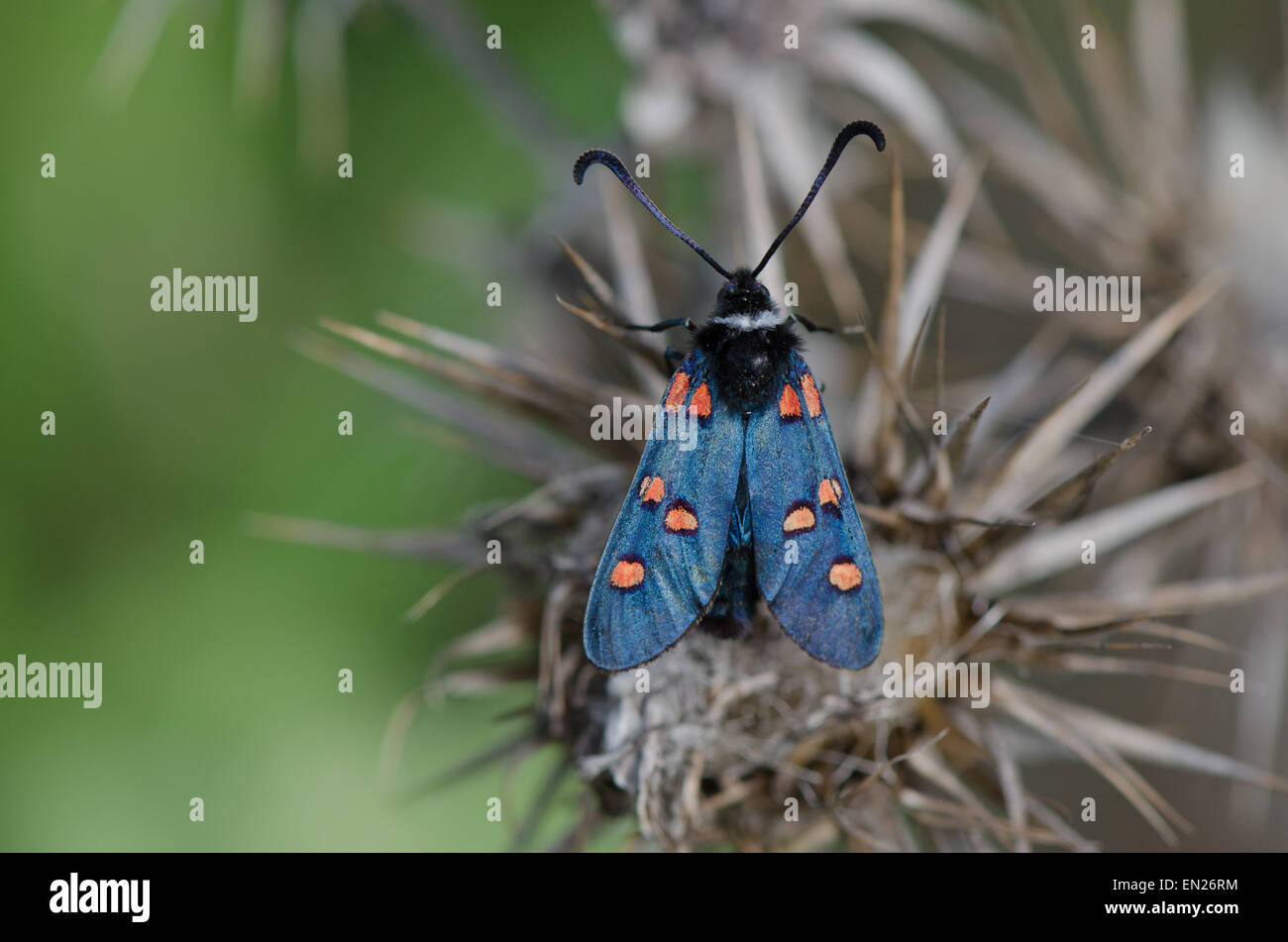 Five-spot Burnet, Zygaena lavandulae, perched, western Mediterranean moth, Southern Spain. Stock Photo