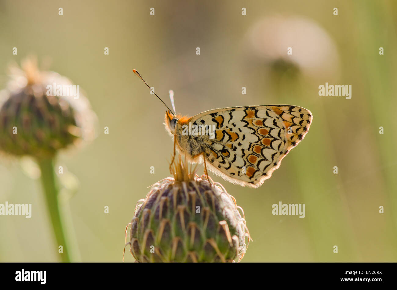 Knapweed Fritillary, Melitaea phoebe butterfly, Andalusia, Spain. Stock Photo