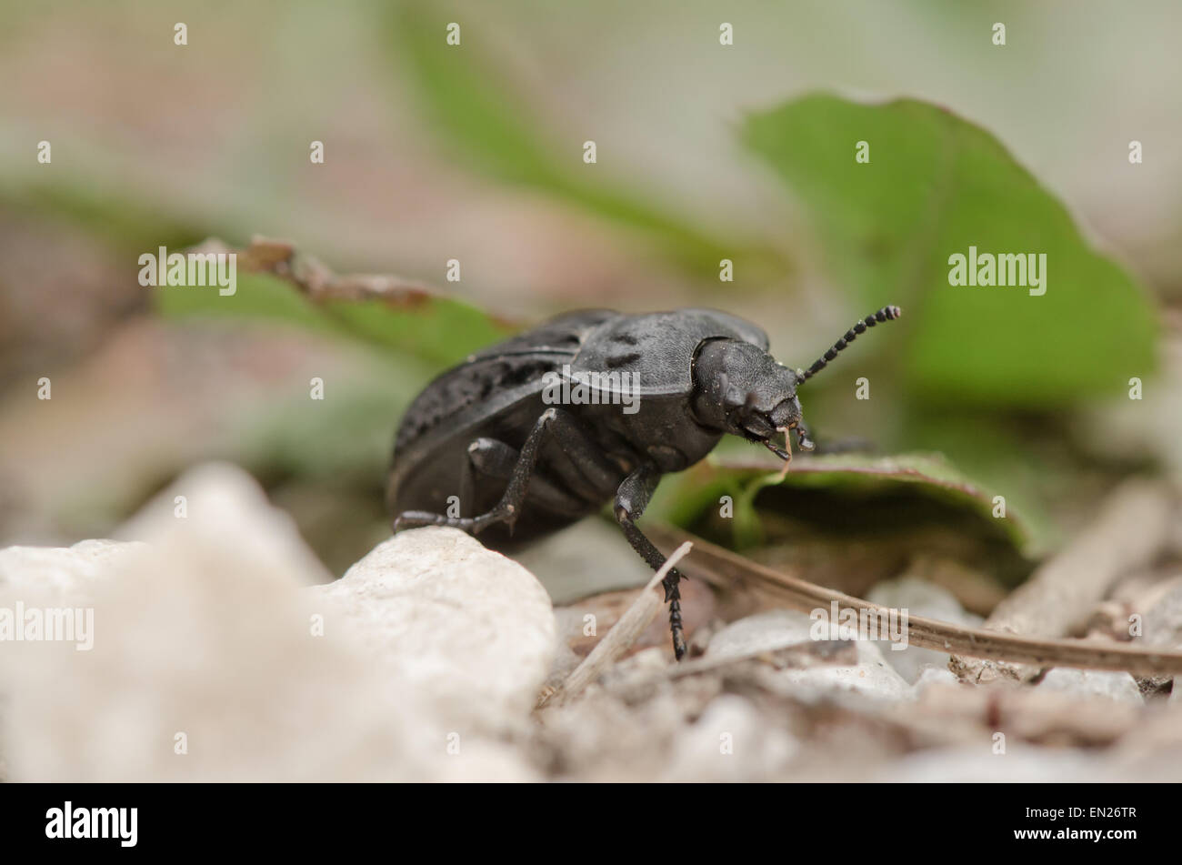 Black beetle, carabidae species making his way through the forest, Southern Spain. Stock Photo
