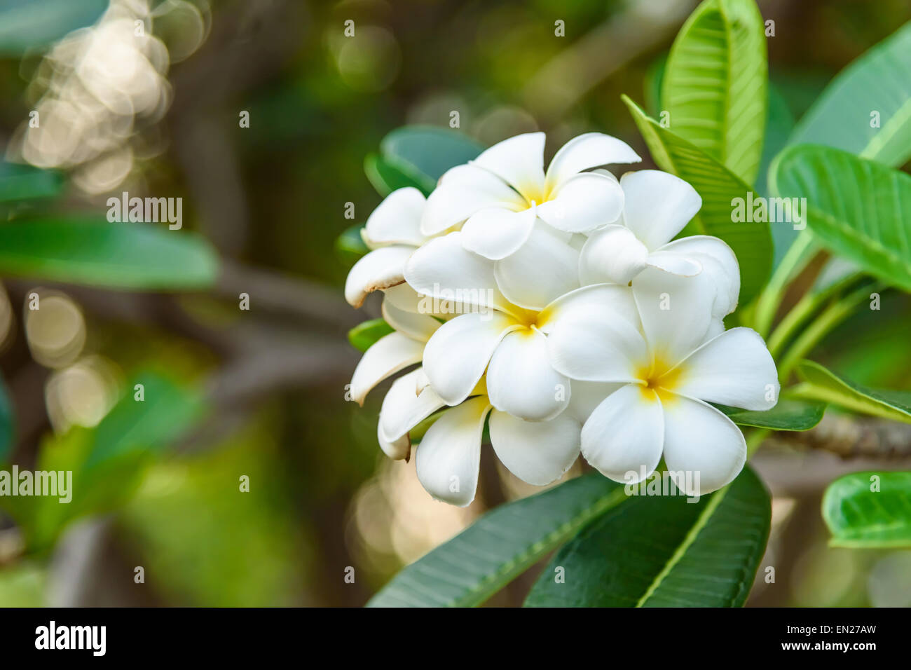 Beautiful White and yellow Frangipani flowers, Apocynaceae Family Stock Photo