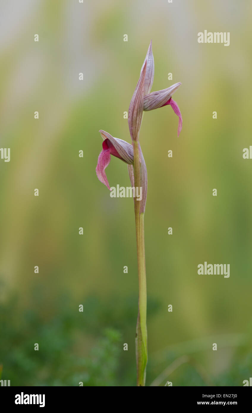 Small-flowered Tongue Orchid, Serapias parviflora orchid, Andalusia, Southern Spain. Stock Photo