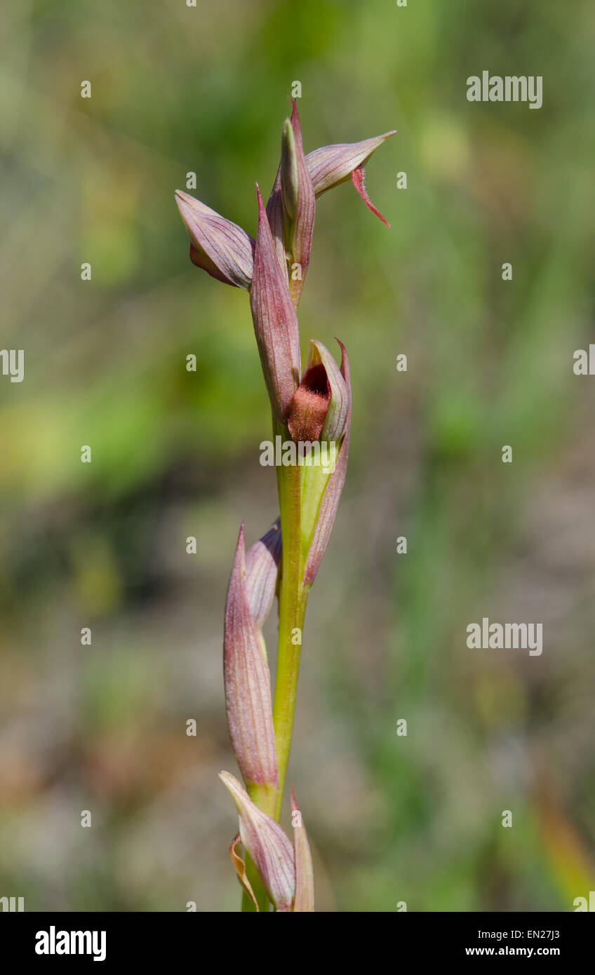 Small-flowered Tongue Orchid, Serapias parviflora orchid, Andalusia, Southern Spain. Stock Photo
