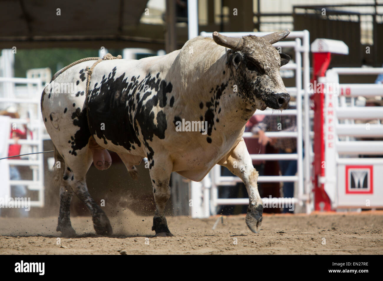Rodeo show bull catching hi-res stock photography and images - Alamy