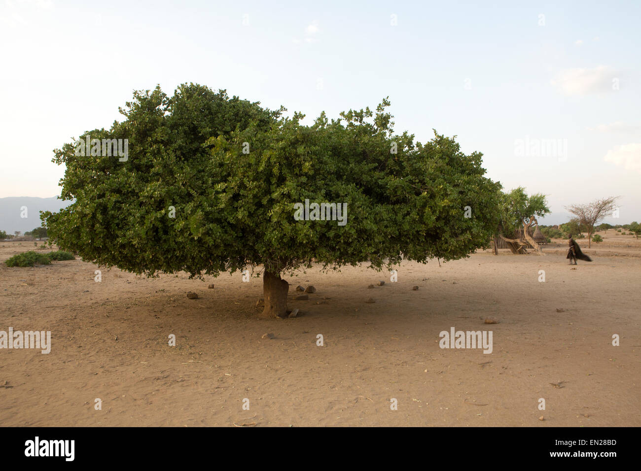 arbore tribe in Ethiopia Stock Photo - Alamy