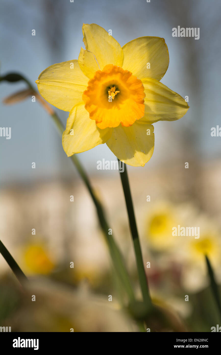 Single Daffodil (Narcissus) with darker centre against lighter yellow petals Stock Photo