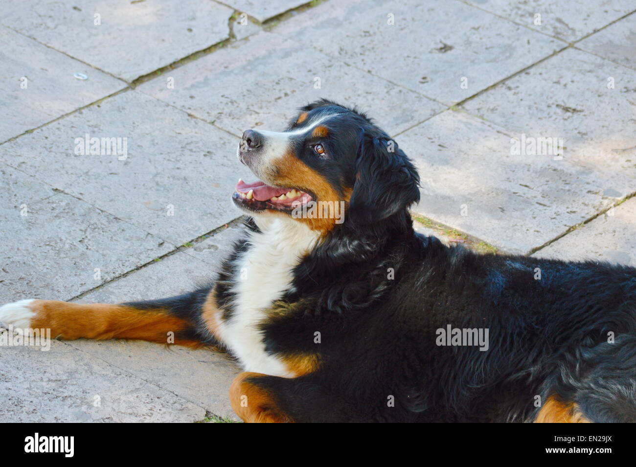 Bernese Mountain Dog lying on the sidewalk Stock Photo