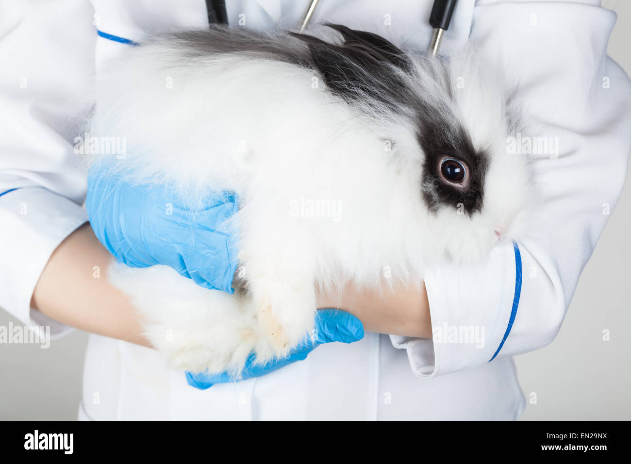 doctor with white rabbit in hands close-up Stock Photo