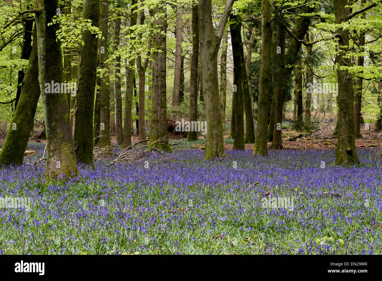 Beautiful spring Bluebells in Grovely Woods Wishford near Salisbury Stock Photo