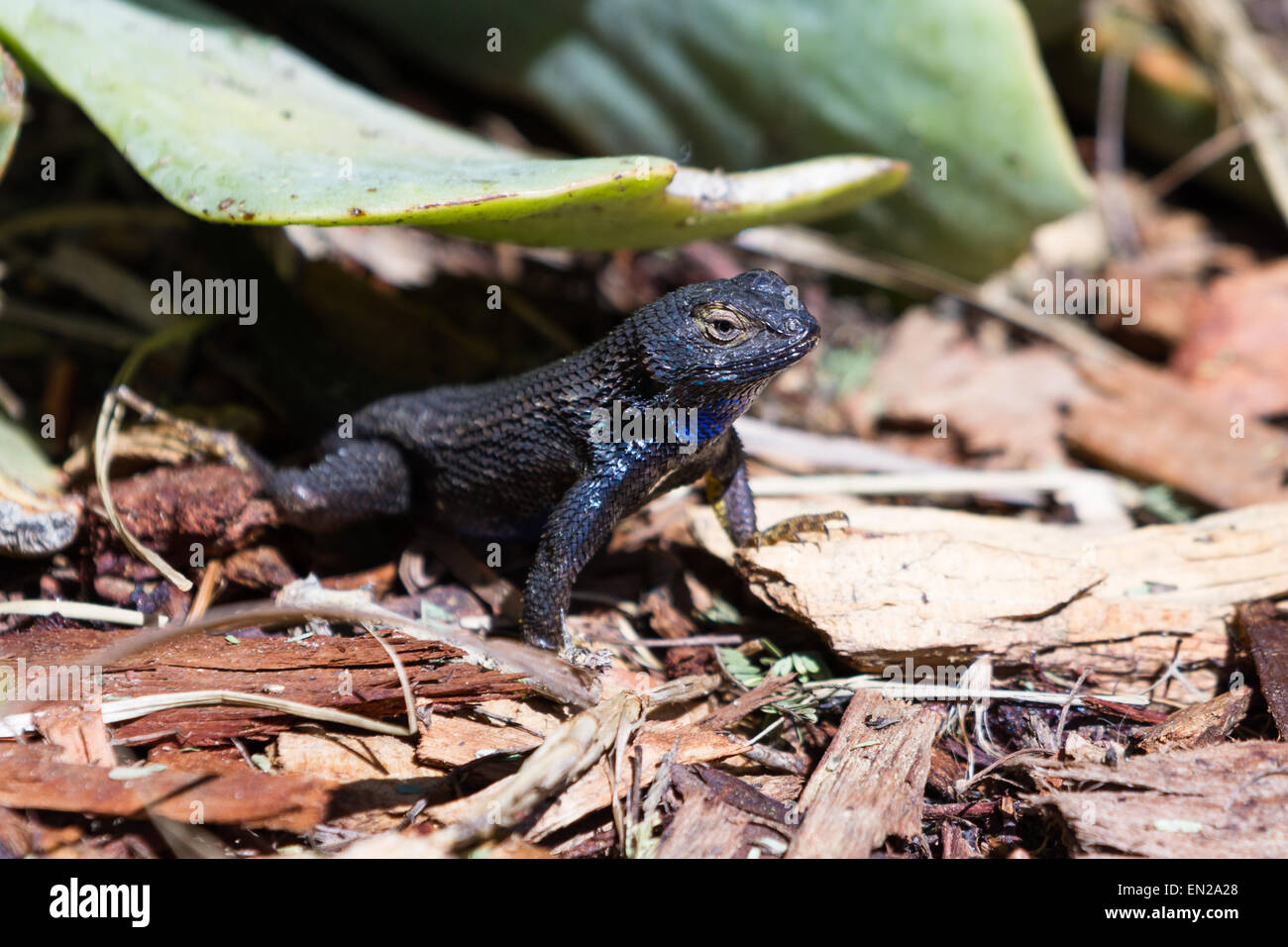 small desert lizard enjoying the sunshine on wood chips on a garden ...