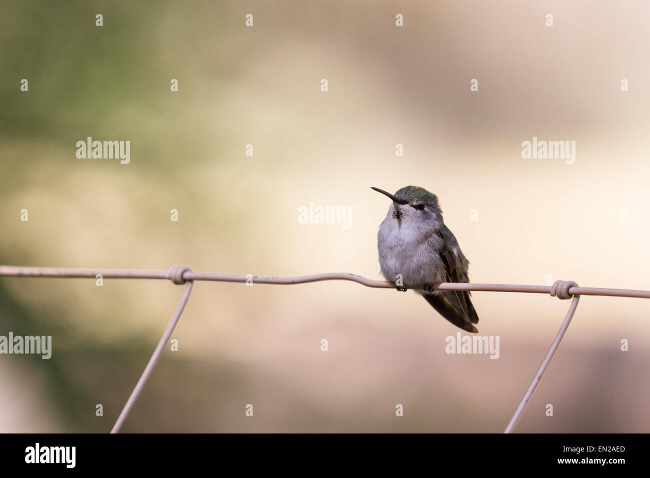 female anna's hummingbird puffed up and resting on a fence on a hot desert day. Stock Photo