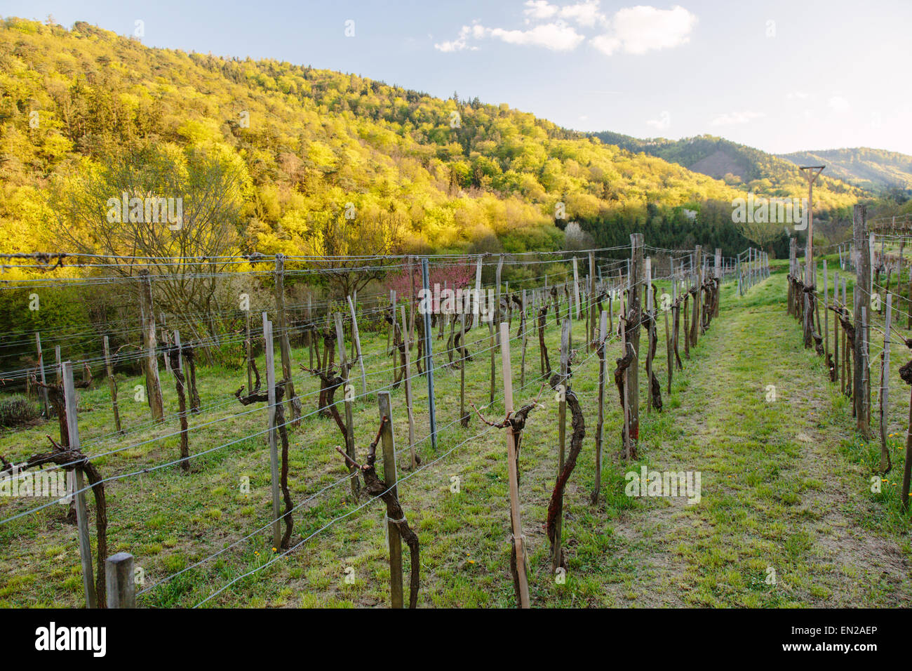 Wine country in Austria, Wachau Stock Photo