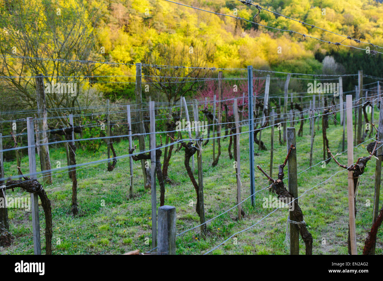 Wine country in Austria, Wachau Stock Photo