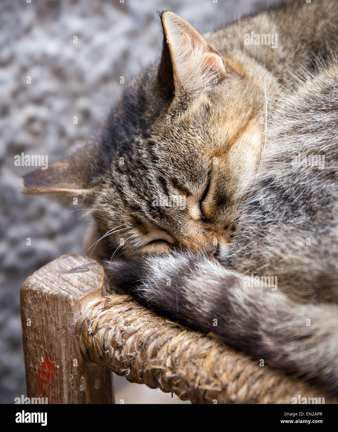 Cute domestic kitten sleeping on a chair in Essaouira, Morocco Stock Photo