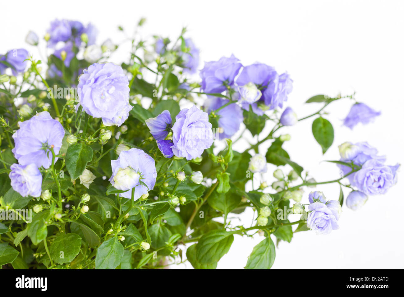 Blossoming Campanula with blue flowers on a white background Stock Photo