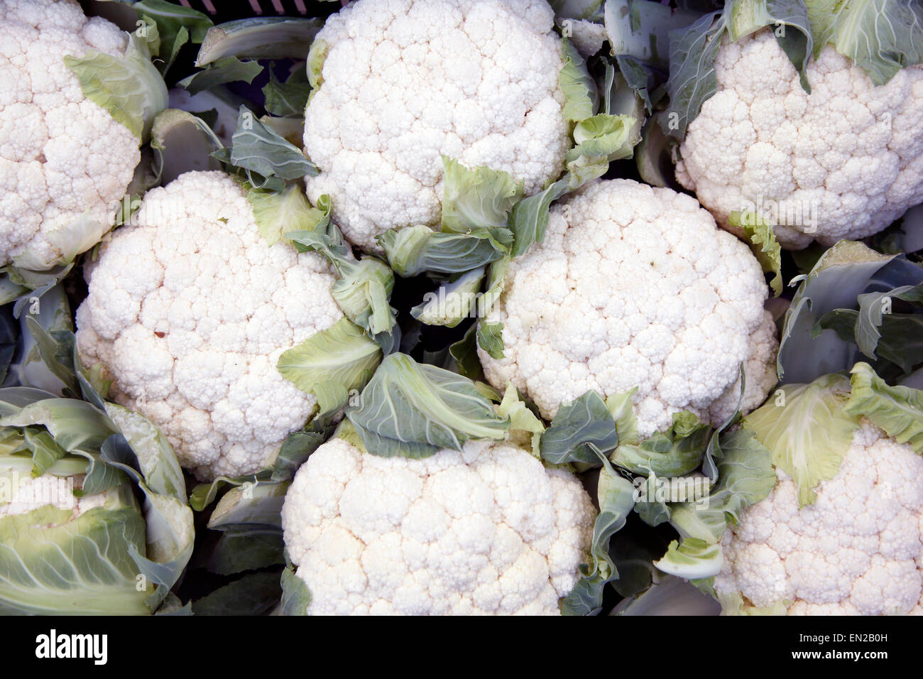 lot of cauliflowers packed together for sale Stock Photo