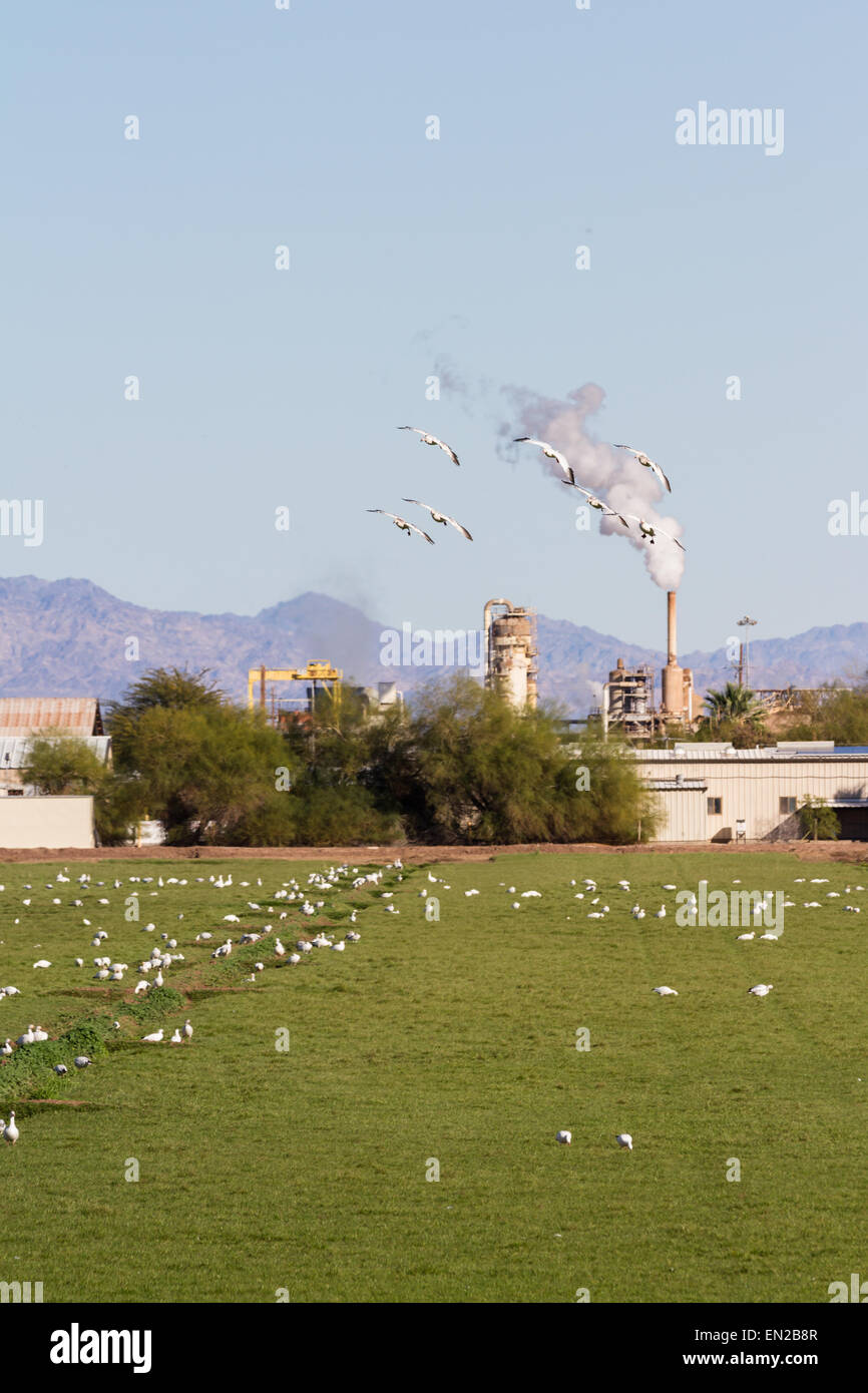 Large flock of geese wintering in southern California at the Sony Bono