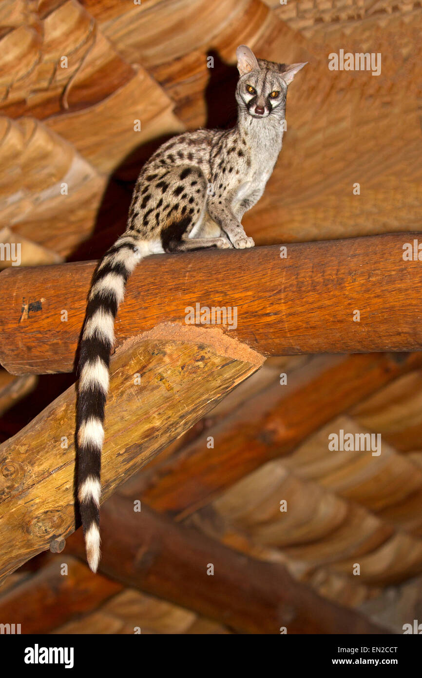 Common genet on roof rafters Stock Photo