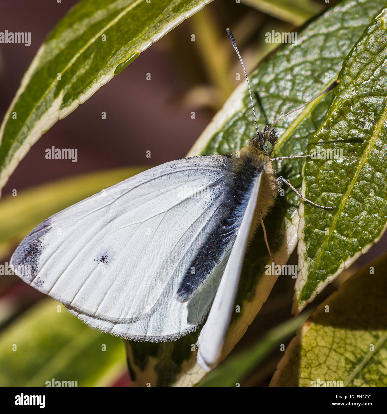 Pieris rapae butterfly up close Stock Photo - Alamy