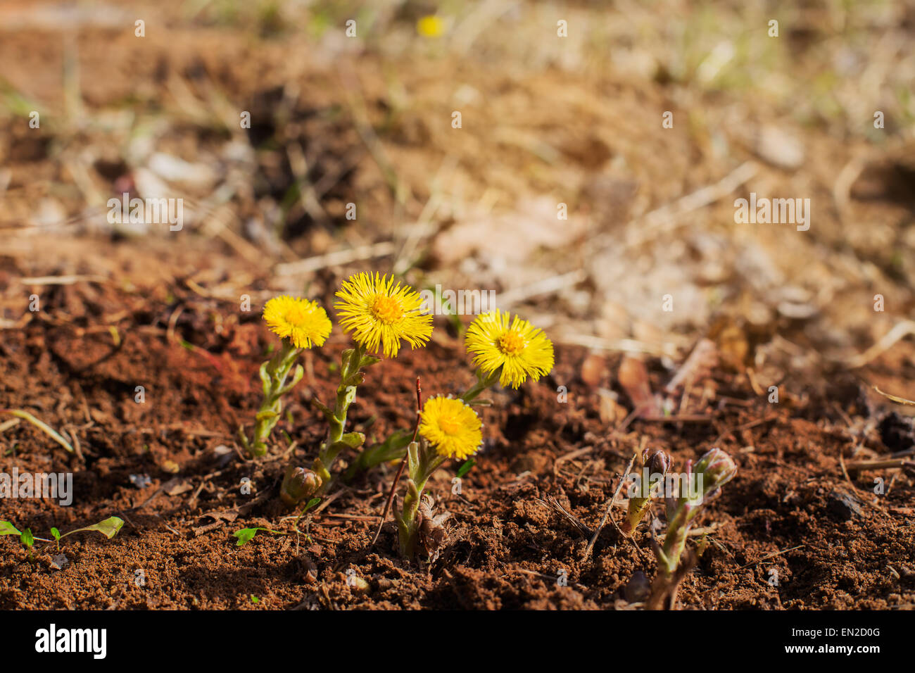 Yellow coltsfoots growing up in early spring Stock Photo