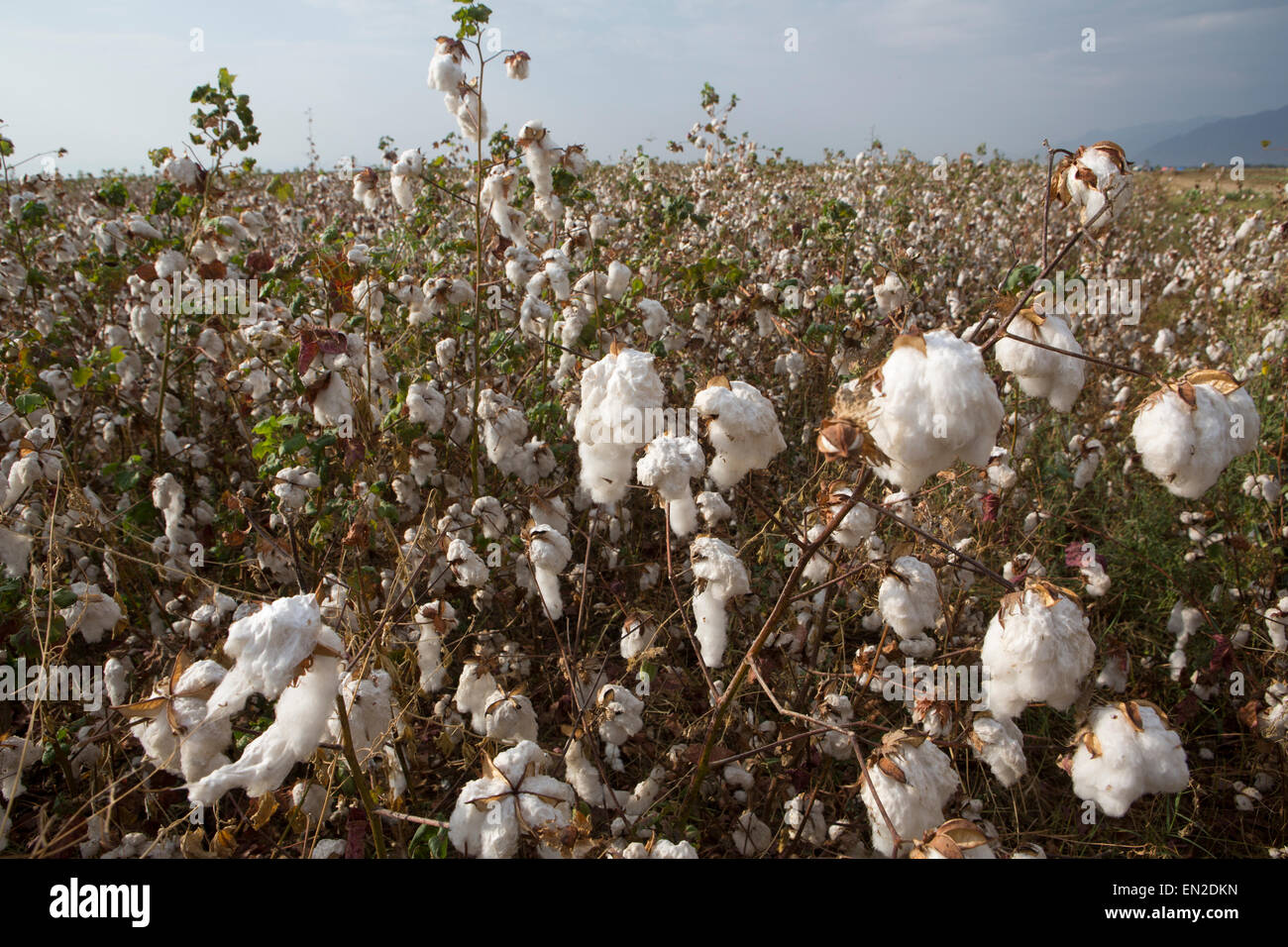 cotton production in Ethiopia Stock Photo
