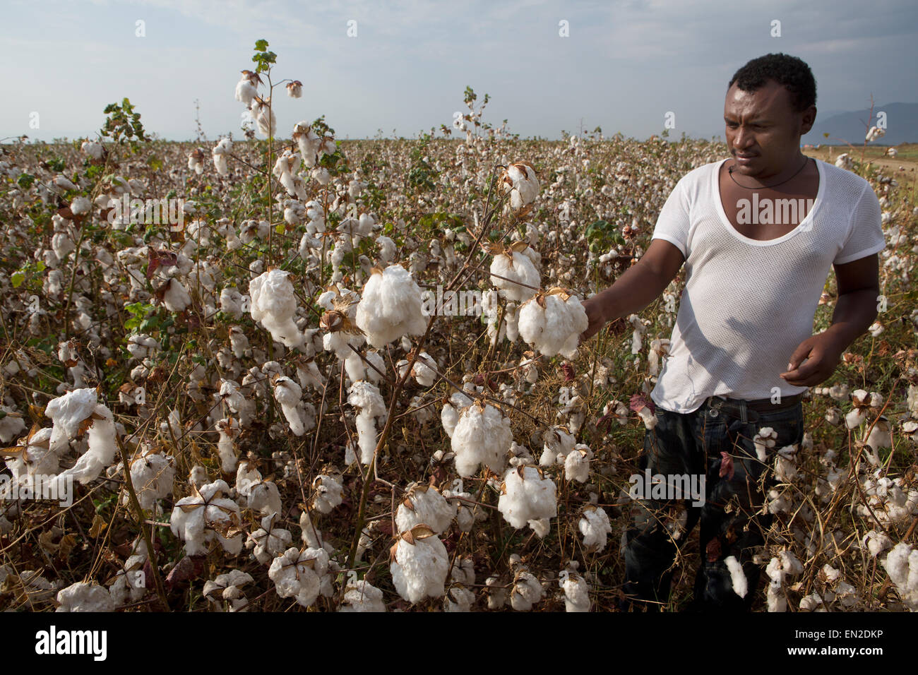 cotton production in Ethiopia Stock Photo Alamy