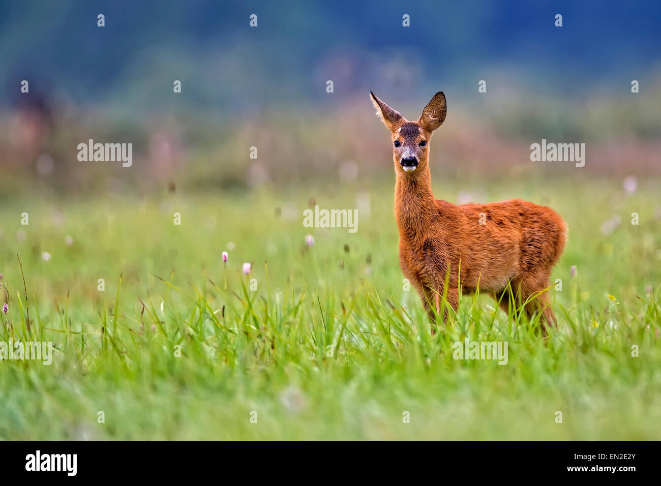 Baby roe deer in a clearing Stock Photo