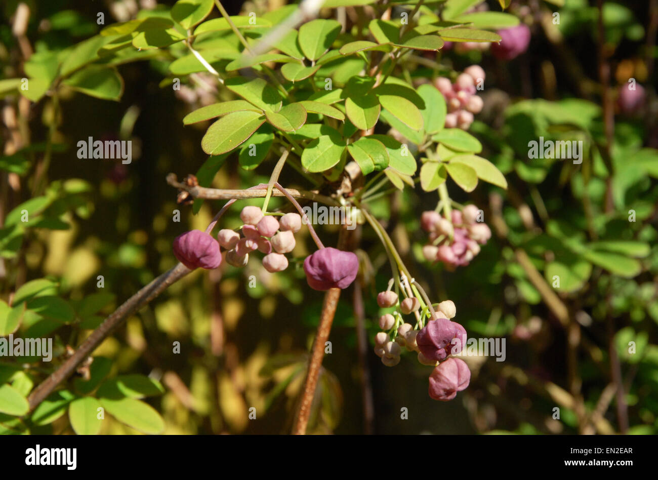 Akebia quinata shrub hi-res stock photography and images - Alamy