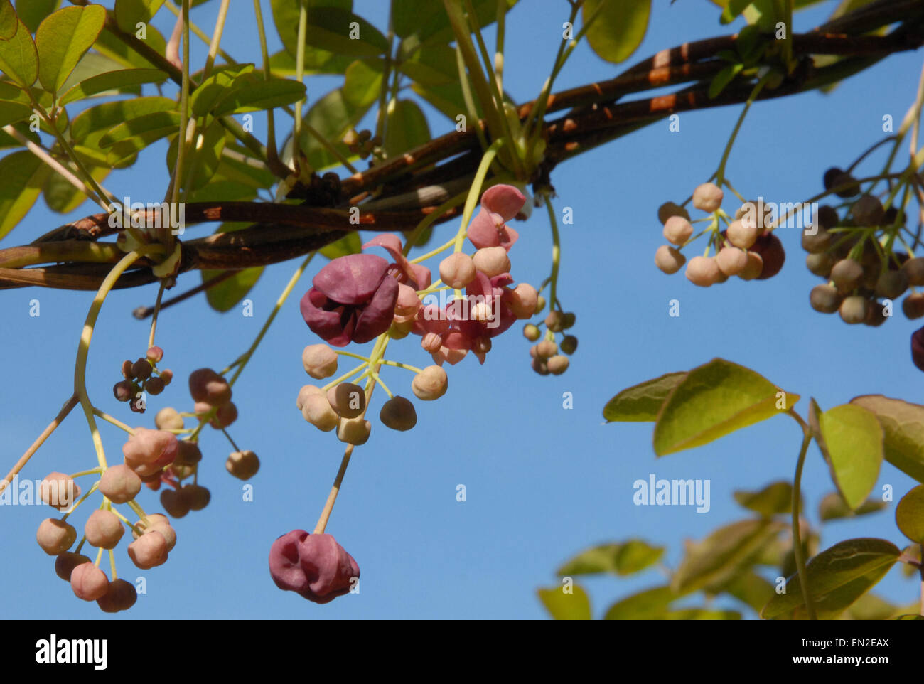 Akebia quinata shrub hi-res stock photography and images - Alamy