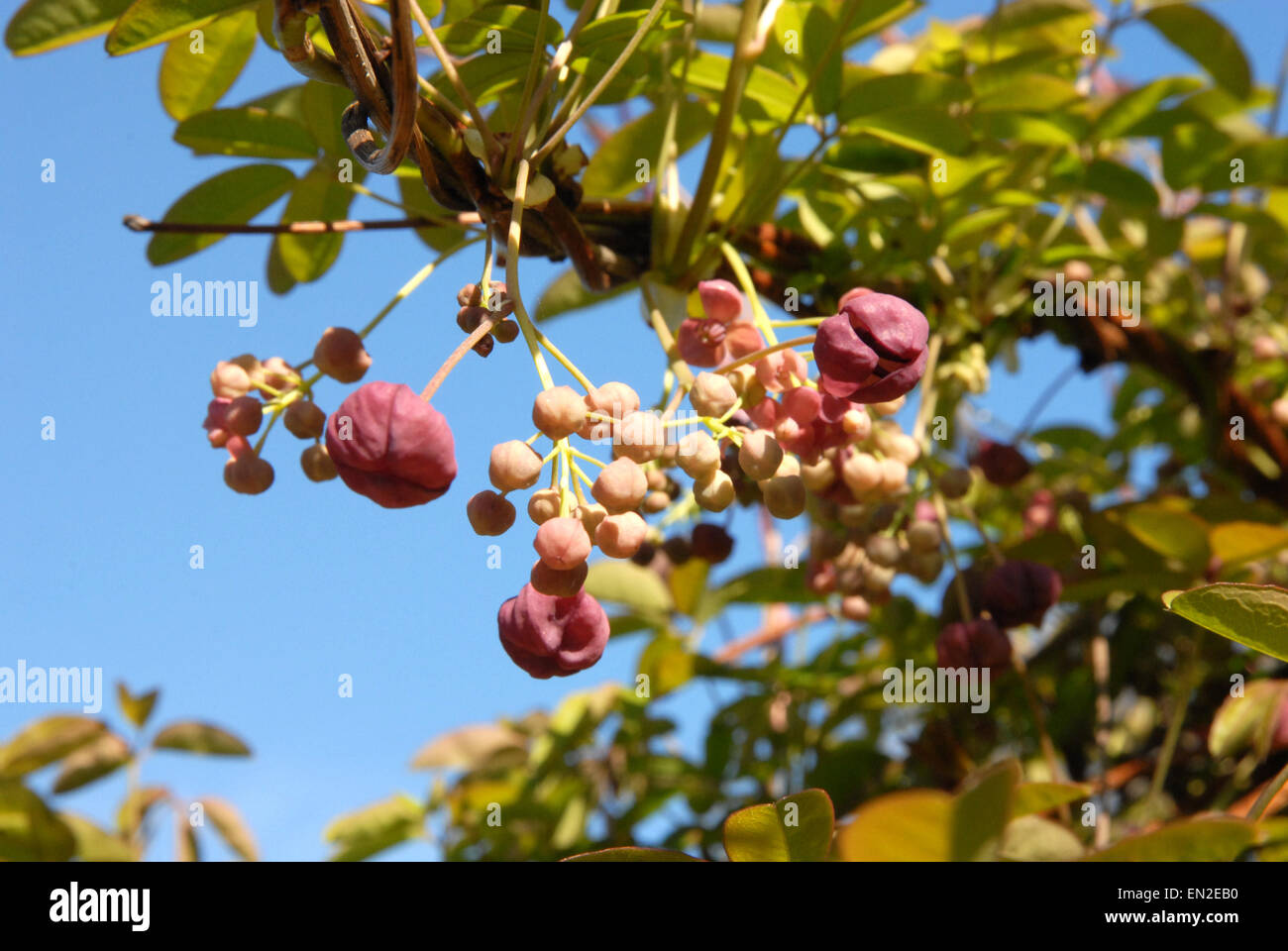 Akebia quinata shrub hi-res stock photography and images - Alamy